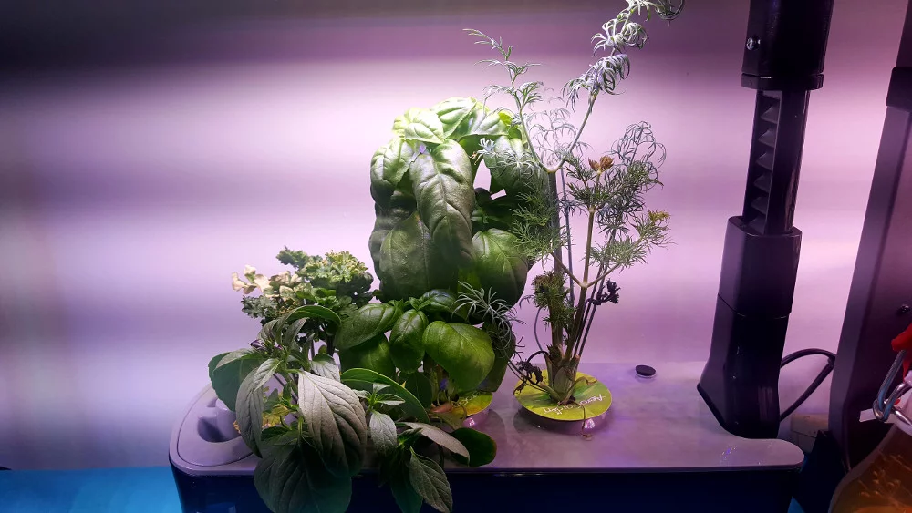 AeroGarden Sprout LED containing curly parsley that is slightly yellowed, very strong Genovese basil, and dill that needs some TLC.
